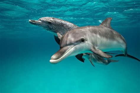 dolphin porn sex|Intimate Details of Dolphin Sex Revealed .